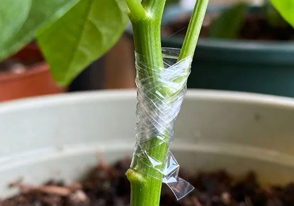 Cast Film Machines for Garden